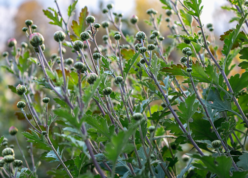 orange chrysanthemum buds in a flower bed