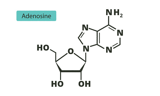 Adenosine purine nucleoside molecule. Skeletal formula. ATP, ADP, cAMP and RNA. (C10H13N5O4). (Ado) Vector