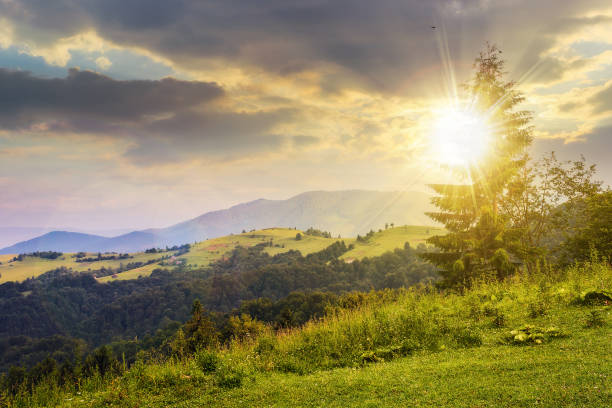 istock fir tree on the edge of clearing in mountains at sunset 1511100202