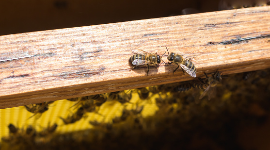 worker bees on a frame, inspection of the apiary