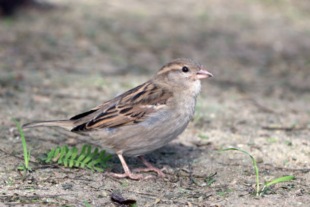 istock female House Sparrow (Passer domesticus) perched on the ground 1511111643