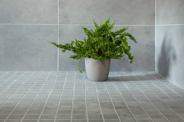 istock Fern in a gray flowerpot 1511115956