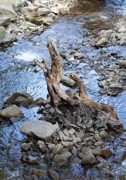 istock Driftwood in the creek 1511118154