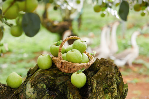 green apples in a basket, fresh apples (scene inside the orchard) - maçã braeburn imagens e fotografias de stock