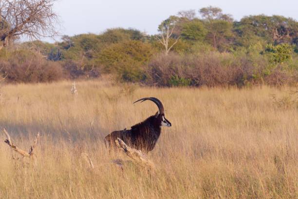 antylopa sobolowa w dziczy w parku narodowym hwange, zimbabwe - hwange national park zdjęcia i obrazy z banku zdjęć