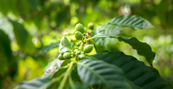 Close-up the fresh organic green raw coffee berries and unripe coffee cherry beans on a tree plantation