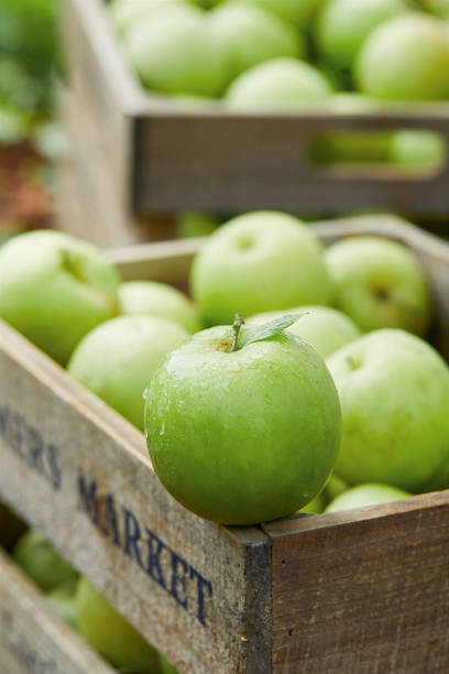 manzanas verdes en una cesta, manzanas frescas (escena dentro del huerto) - drop red delicious apple apple fruit fotografías e imágenes de stock