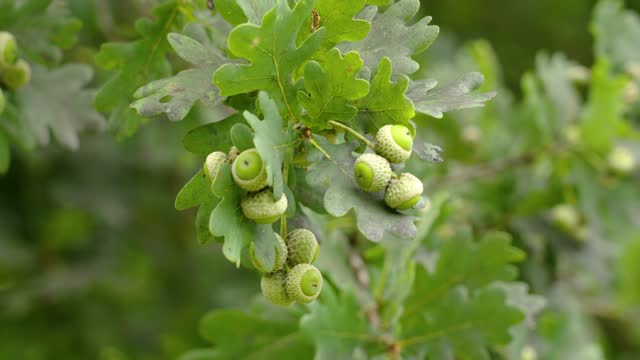 Oak young green acorns on a tree branch in a wild forest