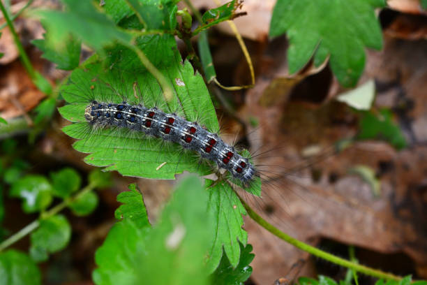 istock silkworm on the green leaf in the forest, copy space 1511153359