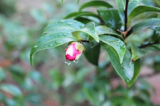 Flower bud with rain drops