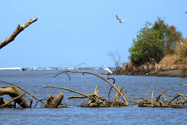 istock Great Egret, Costa Rica, America Central 1511155618