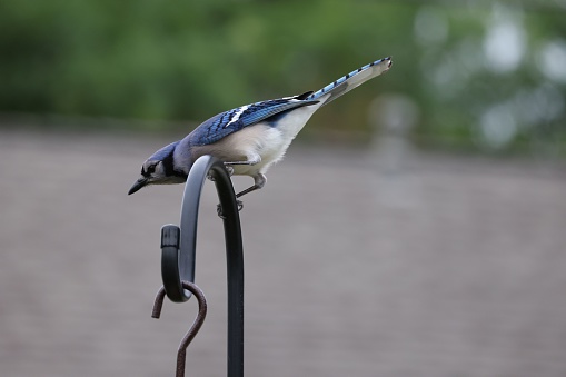 A blue jay perched atop a pole in an outdoor environment, surrounded by lush green foliage