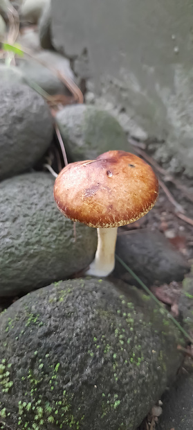 brownish yellow mushroom that grows between the rocks under a pine tree