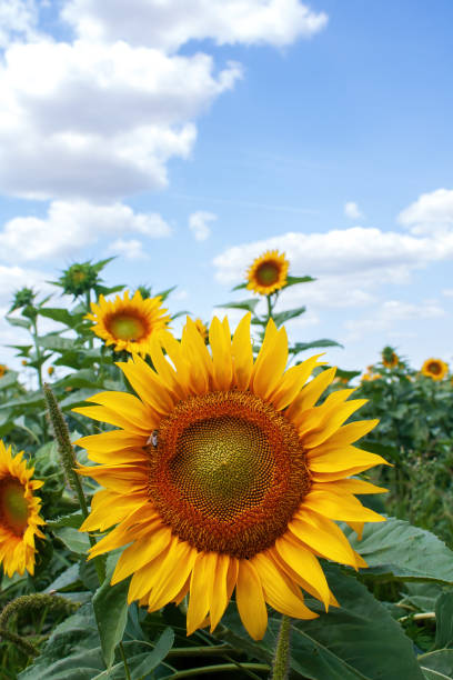 istock Sunflowers head, with cloudy blue sky in the background. 1511171613