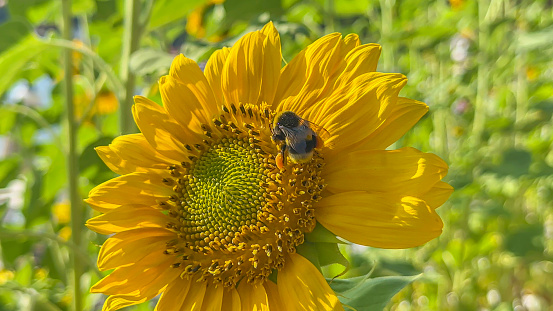 Bumble bee is on a yellow sunflower and collects the nectar