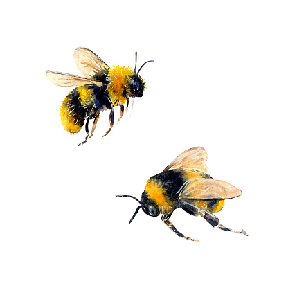 Watercolor illustration of two bees hand-drawn on white background. Scillfully painted picture. Realistic detached animal illustration of insect for icon, icon, design, postcard, banner, textile print
