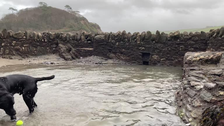 Side view of a black labrador jumping into water to fetch a ball at the beach - Devon, UK