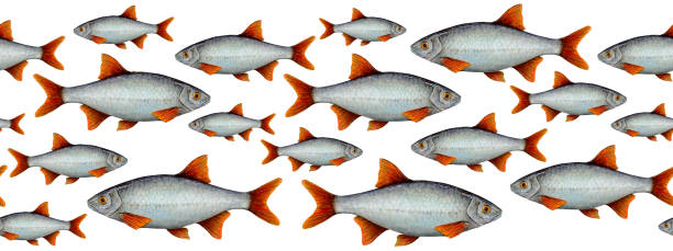 istock Watercolor drawing seamless border from fish with red fins on white background, Hand drawn for wallpapers, logo, banners, icon, cards, leaflets, textiles, postcards, wrapping paper, stickers, wallpapers 1511181865