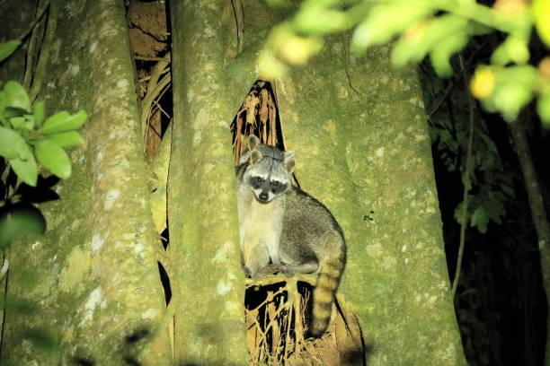 istock raccoons resting in a tree in Costa Rica 1511181922