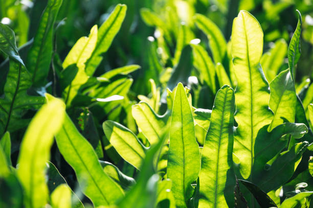 istock Close-up nature green sunlight on green bush nature leaf in spring 1511182230