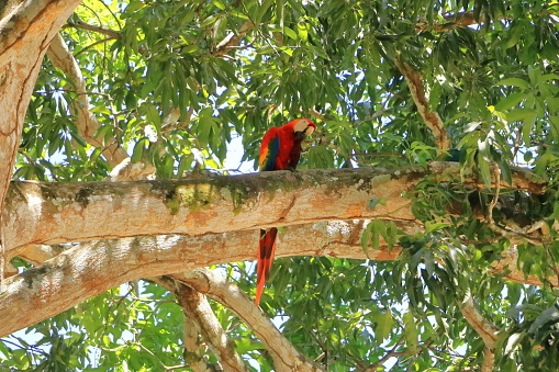 wild scarlet macaws on tree in costa rica