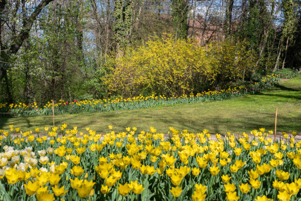 Yellow tulips and shrubs of forsythia in a garden in spring, Turin, Piedmont, Italy Forsythia is a genus of flowering plants in the olive family Oleaceae. forsythia garden stock pictures, royalty-free photos & images