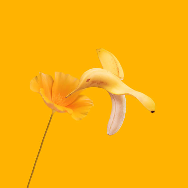 istock Humming bird Banana 1511184788