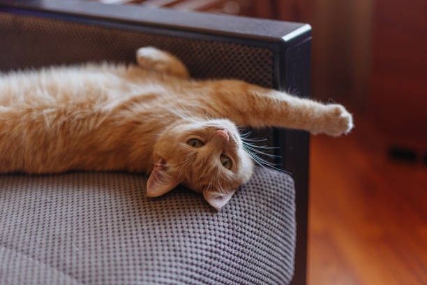 istock red cat lies on its back with outstretched paws on the couch 1511187042