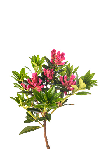 Rhododendron flowerheads in light red and purple colors on white isolated background