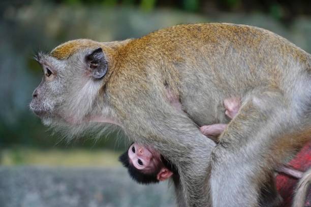 Monkey Mother monkey carrying baby monkey peacock feathers scales photos stock pictures, royalty-free photos & images