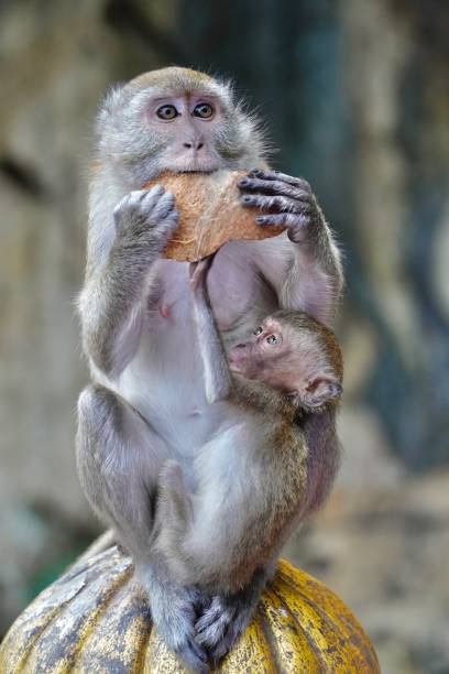 Monkey Monkey mother and baby monkey eating peacock feathers scales photos stock pictures, royalty-free photos & images