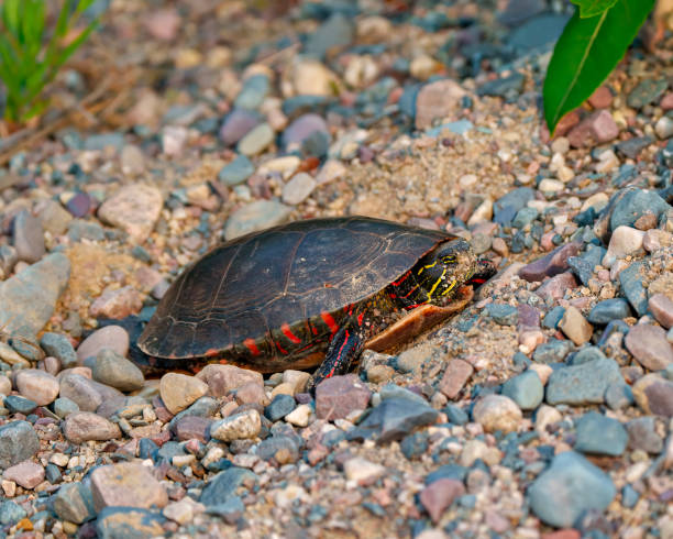 photo et image de tortue peinte.  vue latérale rapprochée de la tortue frayant sur le sable et le gravier dans son environnement et son habitat. - lily pond photos et images de collection