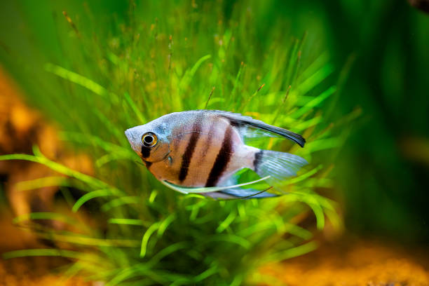 portrait of a zebra Angelfish in tank fish with blurred background (Pterophyllum scalare) portrait of a zebra Angelfish in tank fish with blurred background (Pterophyllum scalare) zebra cichlid stock pictures, royalty-free photos & images