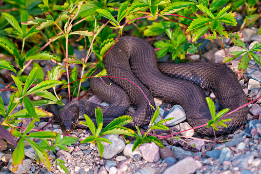 Snake close-up looking at camera and basking on rocks near water with a background of coloured foliage, in its environment and habitat surrounding.