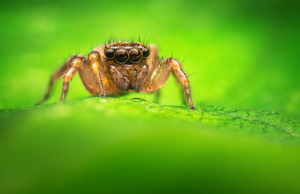 istock Jumping spider macro closeup on a green leaf 1511218108