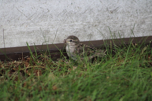 A small house sparrow fledgling that just left the nest.