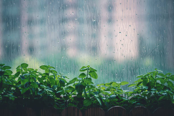 Mint Near The Window At Rainy Day
