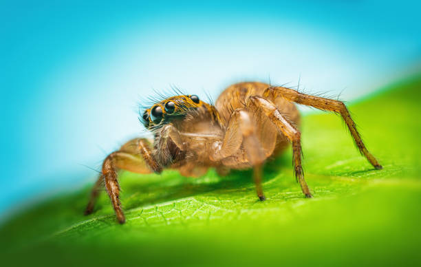 istock Macro close up of jumping spider on a green leaf 1511219735