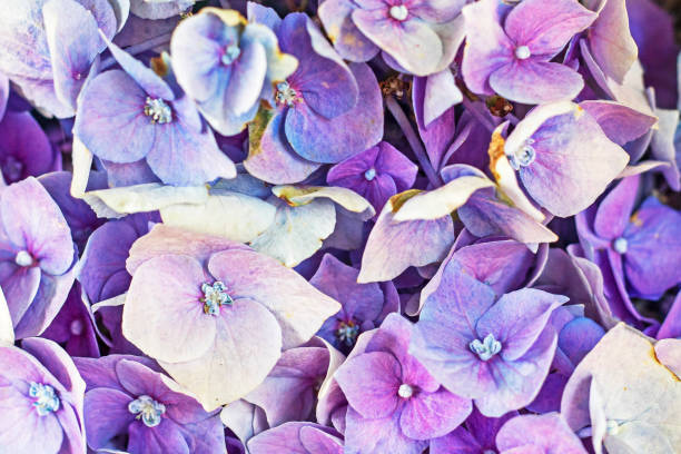 istock abstract background of purple hydrangea flowers. flatlay 1511220276