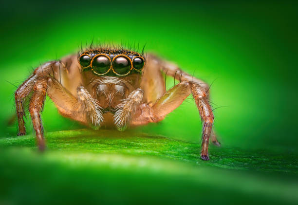 istock Macro close up of jumping spider on a green leaf 1511220807