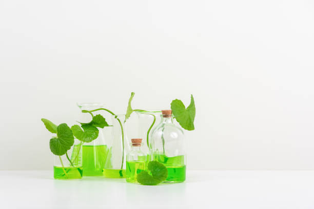 istock White Background Centella asiatica (gotu) for Biological experiment presentation Centella asiatica leaves and green water in biological test tubes. 1511227648
