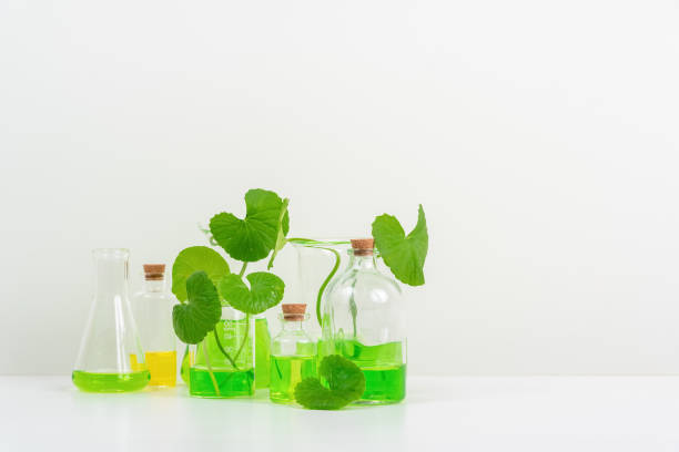 istock White Background Centella asiatica (gotu) for Biological experiment presentation Centella asiatica leaves and green water in biological test tubes. 1511228278