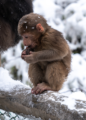 Snowy Mount Emei, monkeys are eating biscuits, Sichuan, China.