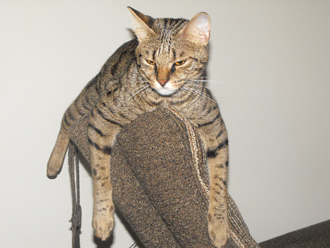 A F3 savannah cat draped over the back of a chair.