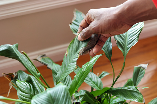 A black man  removing a dead leaf from a houseplant
