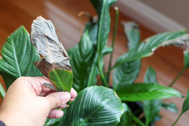 istock A black women removing a dead leaf from a houseplant 1511255524