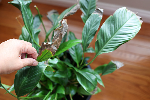 A black women removing a dead leaf from a houseplant