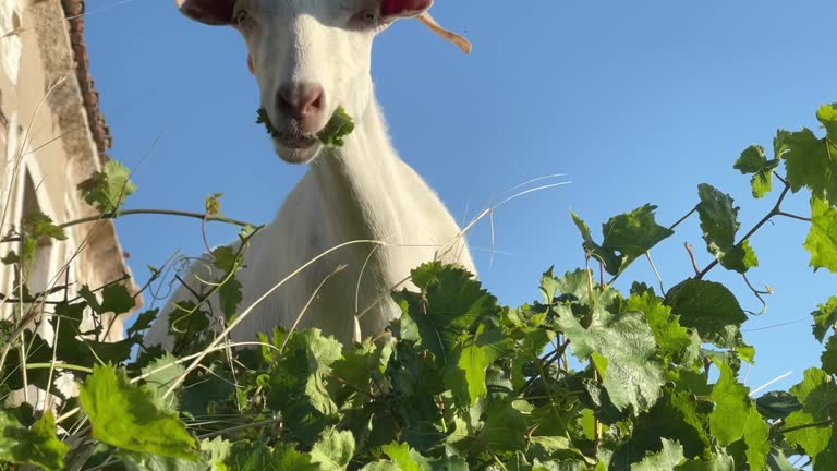 Goat Eating Vine Leaf