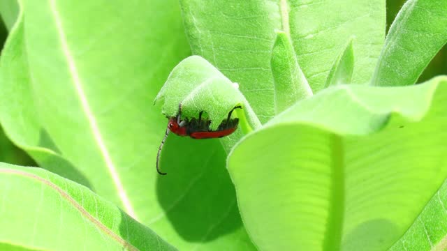 Red Milkweed Beetle Eating