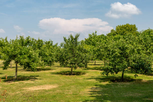 istock A field of fruit trees on a sunny June day 1511260523